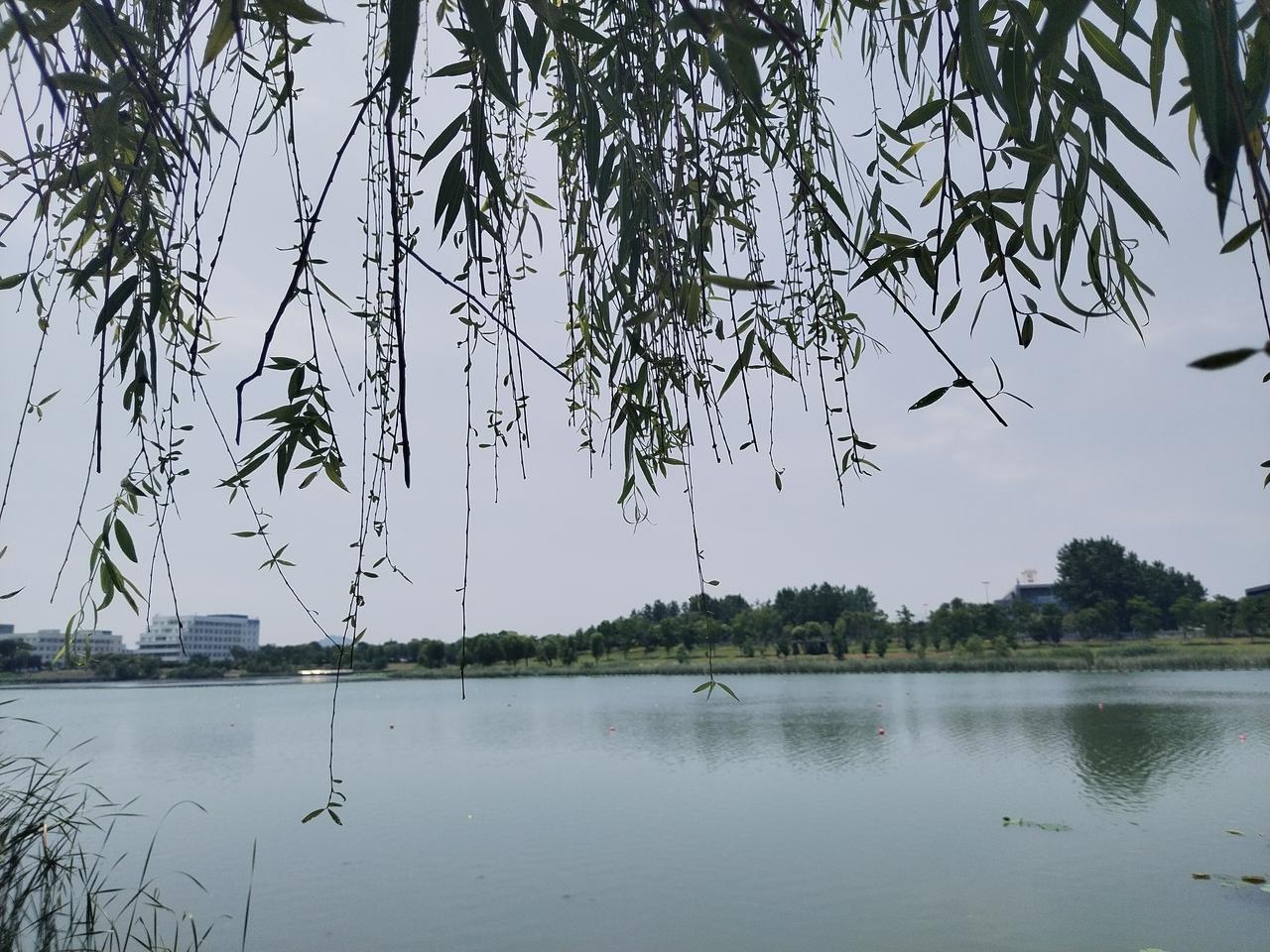 [趣联联趣]
上联：盛世，大道无为治
下联：？
[一字千金]
《柳绵》
🦋雪舞
