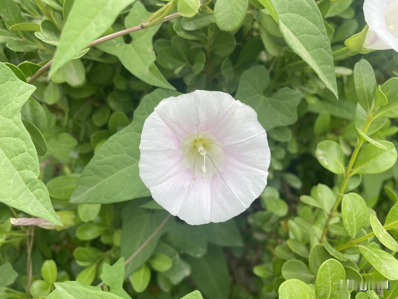 【卜算子•暮春】
春去絮纷飞，草木葱茏翠。
空谷幽兰独自开‌，烂漫迎风醉。
节序