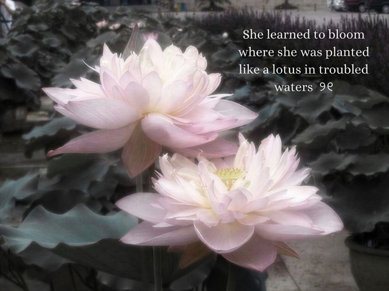 Lotus🪷排版分享 | 审美积累宁艺卓