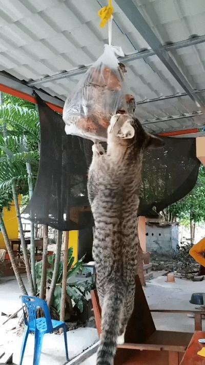 乖乖嘞，这小猫真是馋到家了！人家晒嘞烤鱼干，它踮着身子使劲往上够。
整个身子都吊