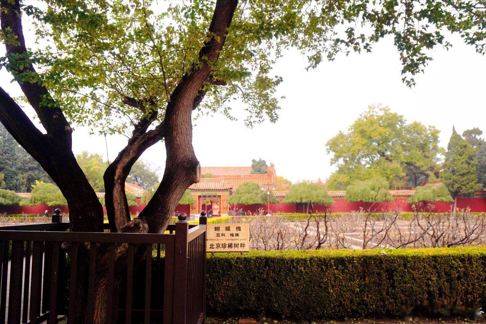 🌨️深秋最后一天我去了景山公园，不上山也浸在浓浓的秋意里。南门附近的银杏道仍铺