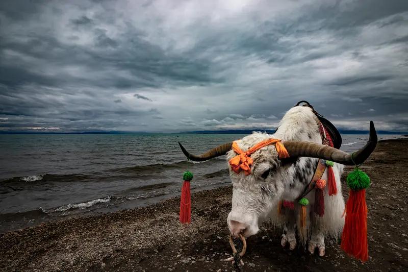 刀郎的《冲动的惩罚》和《西海情歌》能火遍全球，真不是没道理。这两首歌就像是从生活