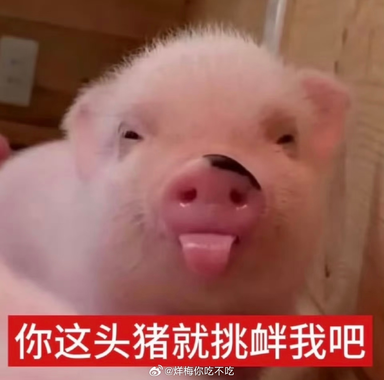 关注迁移然后又取关的人我是不会放过你们的全部去吃我的大咔咔吧 