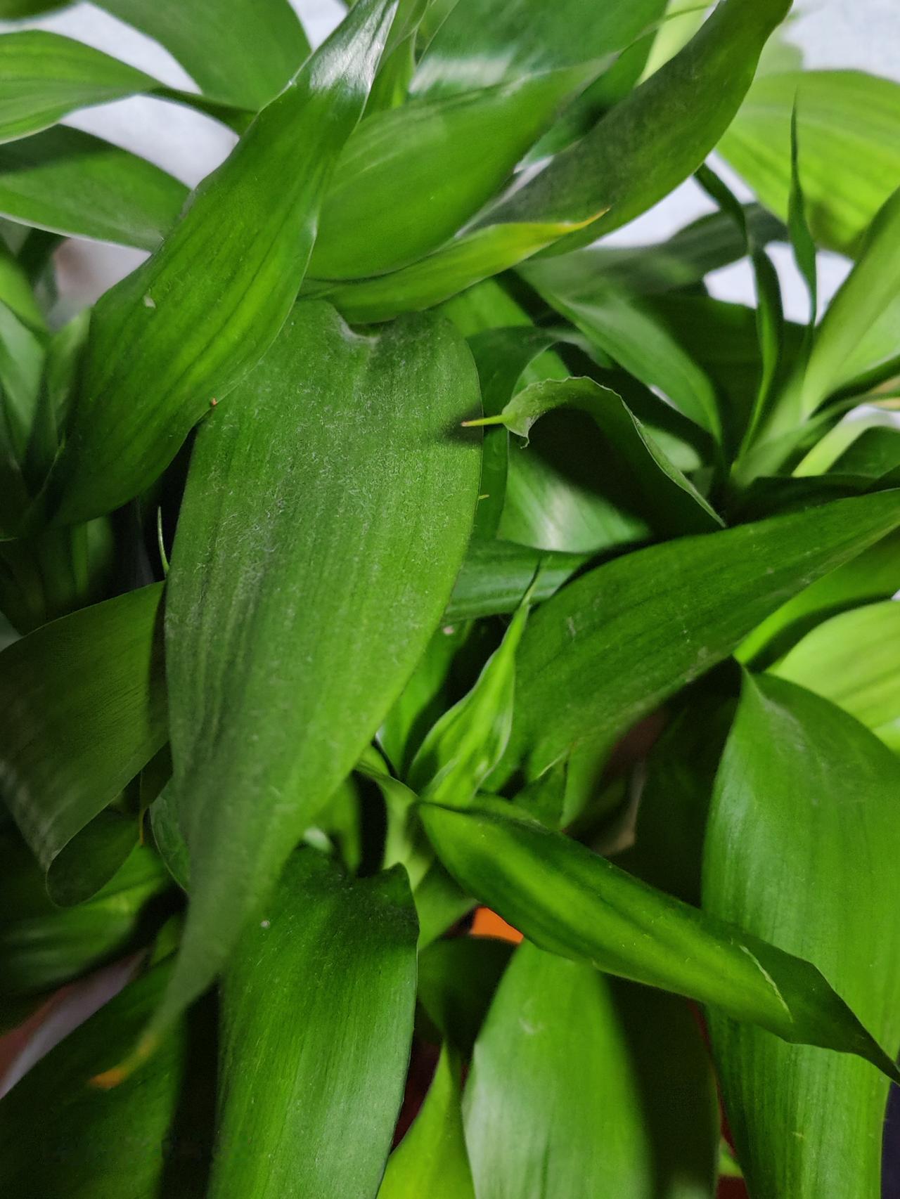 春天花会开，
快乐每一天。