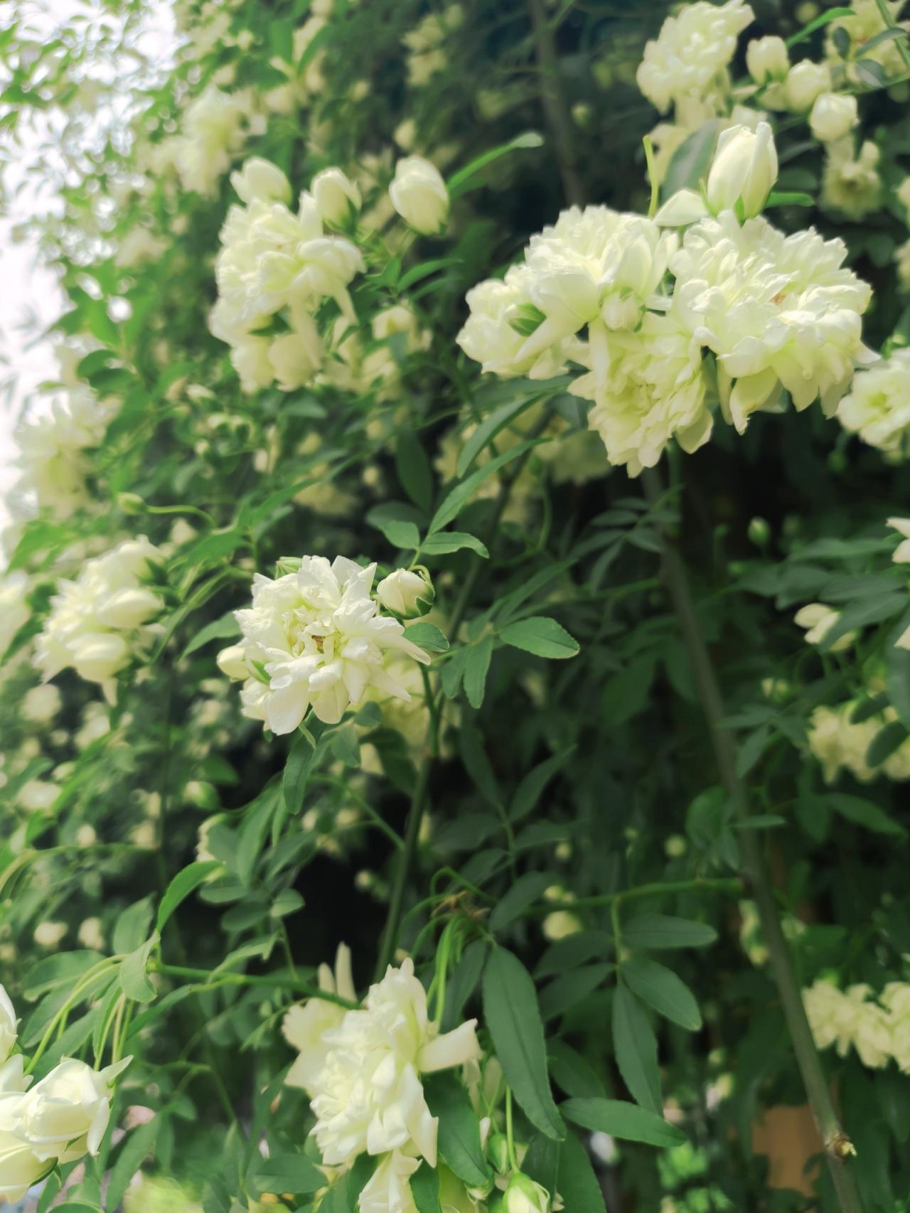 兴庆公园木香花瀑布太漂亮了，这片花海就在从南门进去的右手边，那里有一条长长的花廊