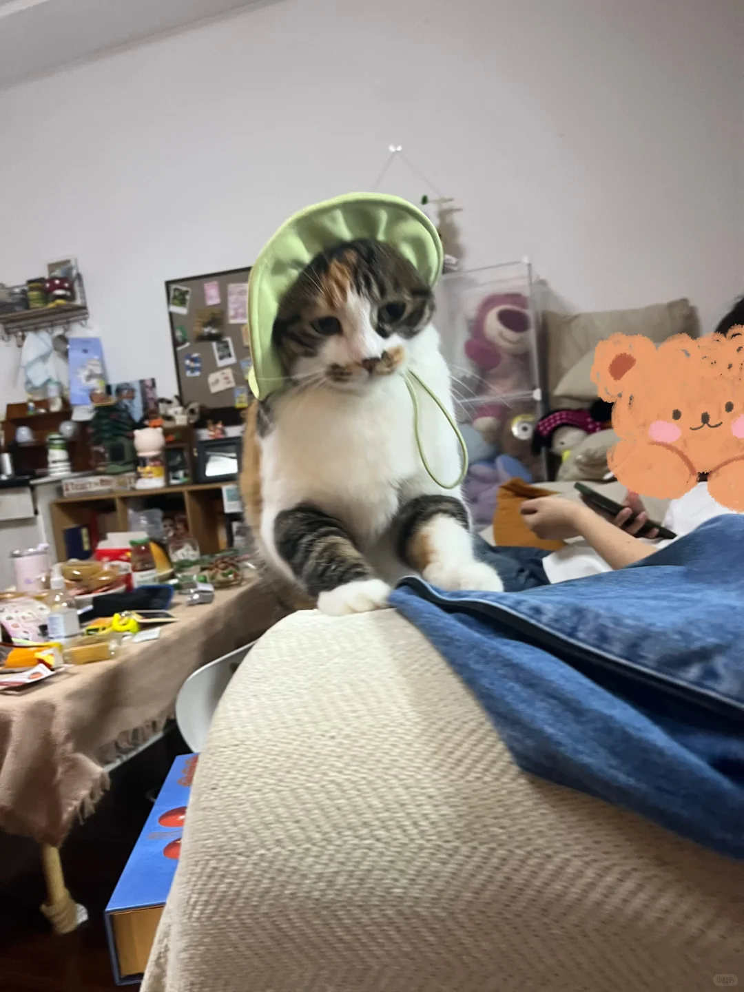 看聪明海脱帽子