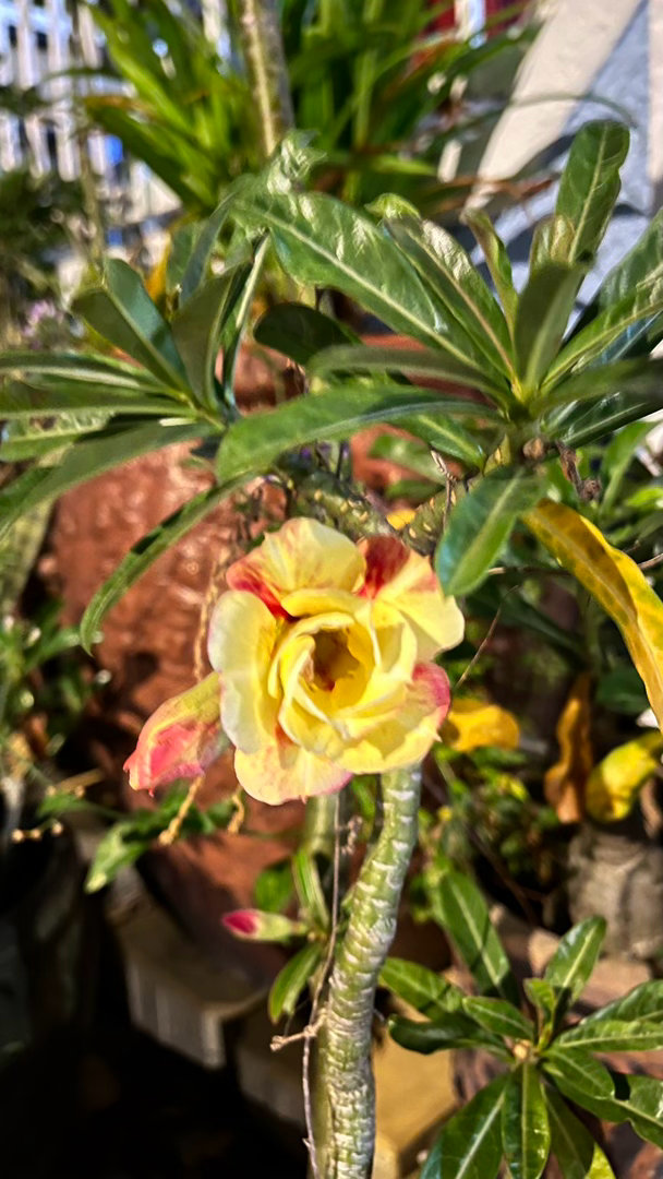 这花好好看，居然看黄色的花，就只有一朵是黄色是唯一。 