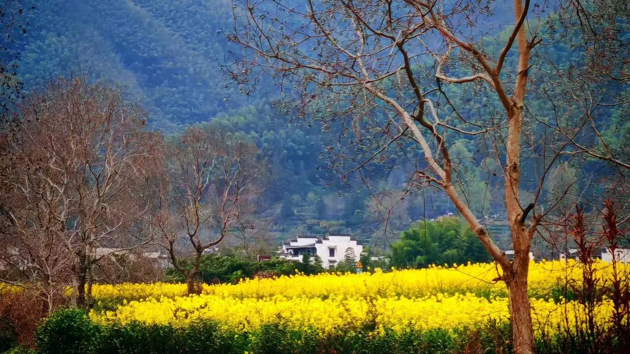 春山含黛，菜花铺金，白墙黛瓦藏在烟火里。风过枝头，把一整个春天的温柔，都揉进了这