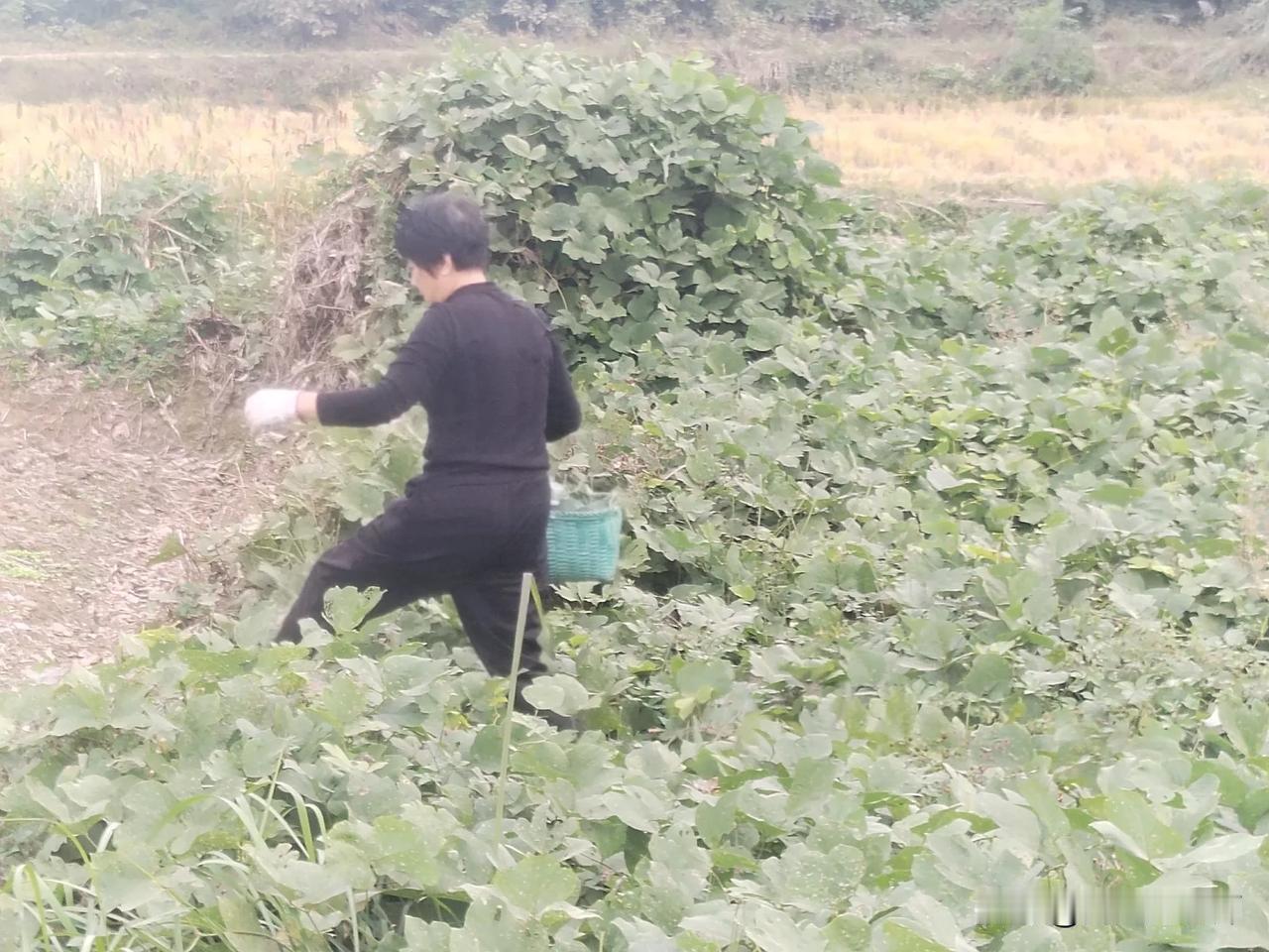 今年上半年，我告诉老婆把兔子处理了，不再喂养兔子，她口头应着不照办。
今天，永州