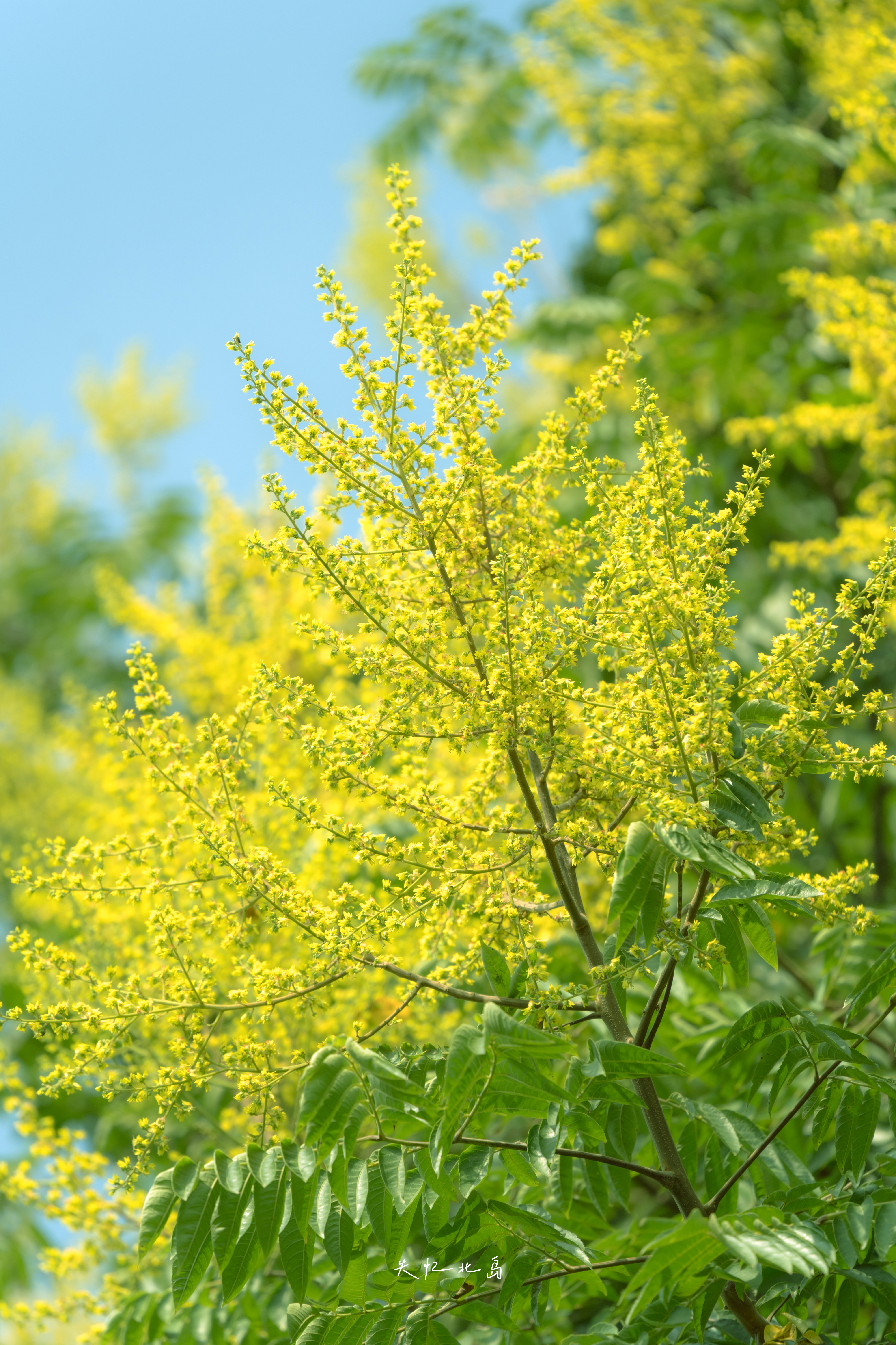 栾树都开花了今年还是这么热 ​​​