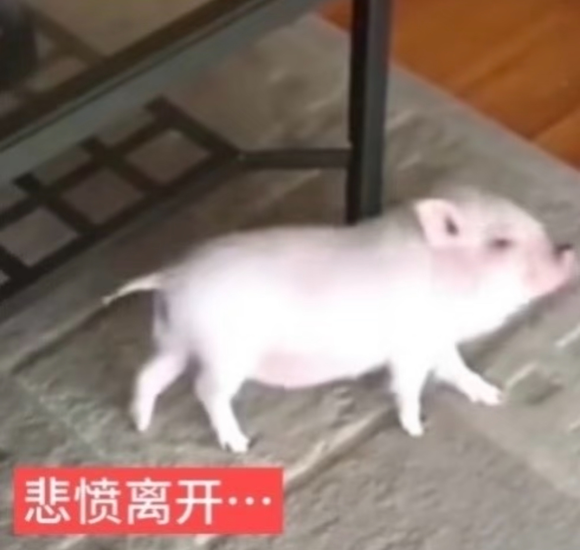 全世界倒数第一想开学之人 ​​​