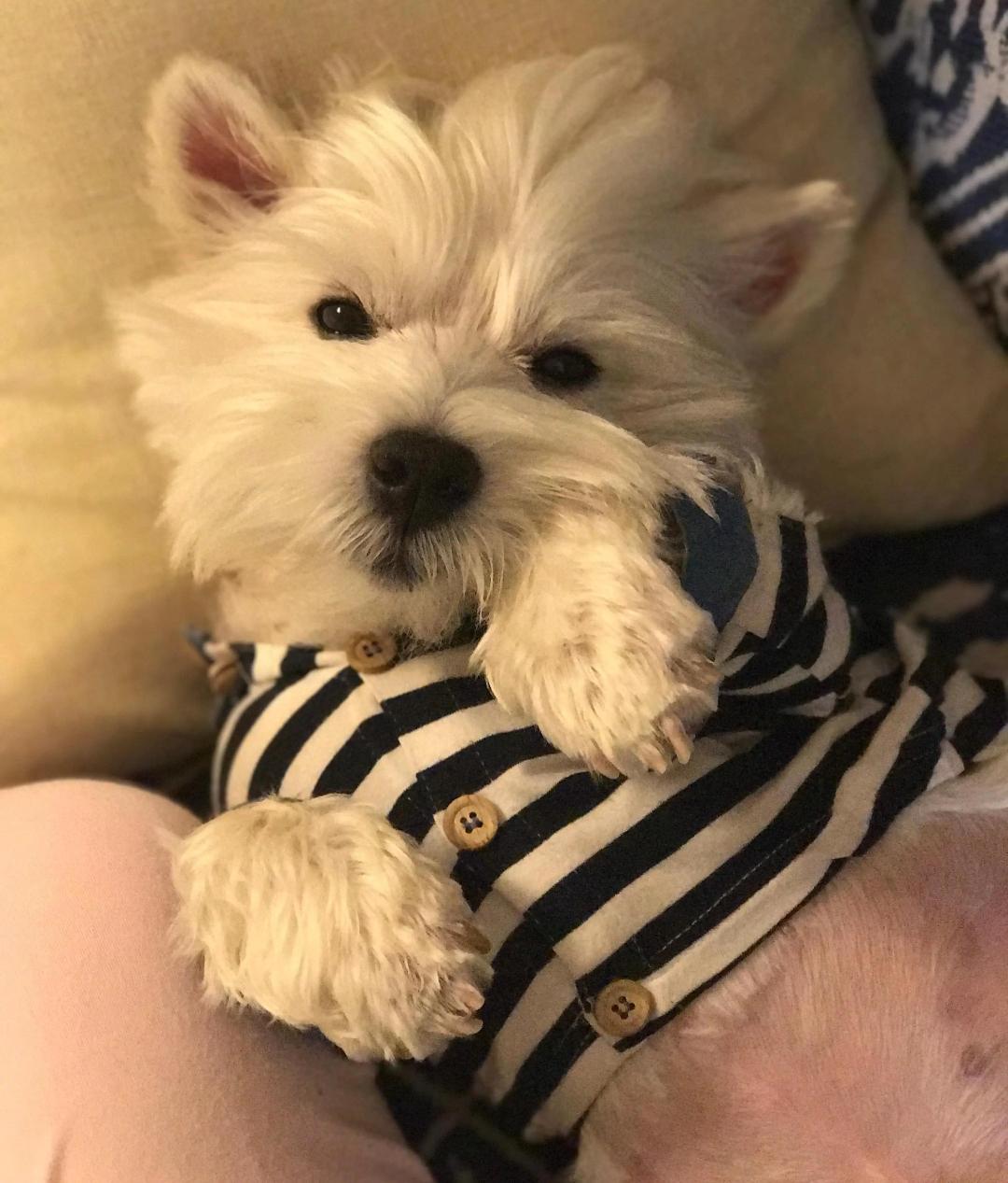 个人觉得宠物就不应该被称为伴侣动物，更不应该被等同于家人，人与猫狗不能混为一谈。