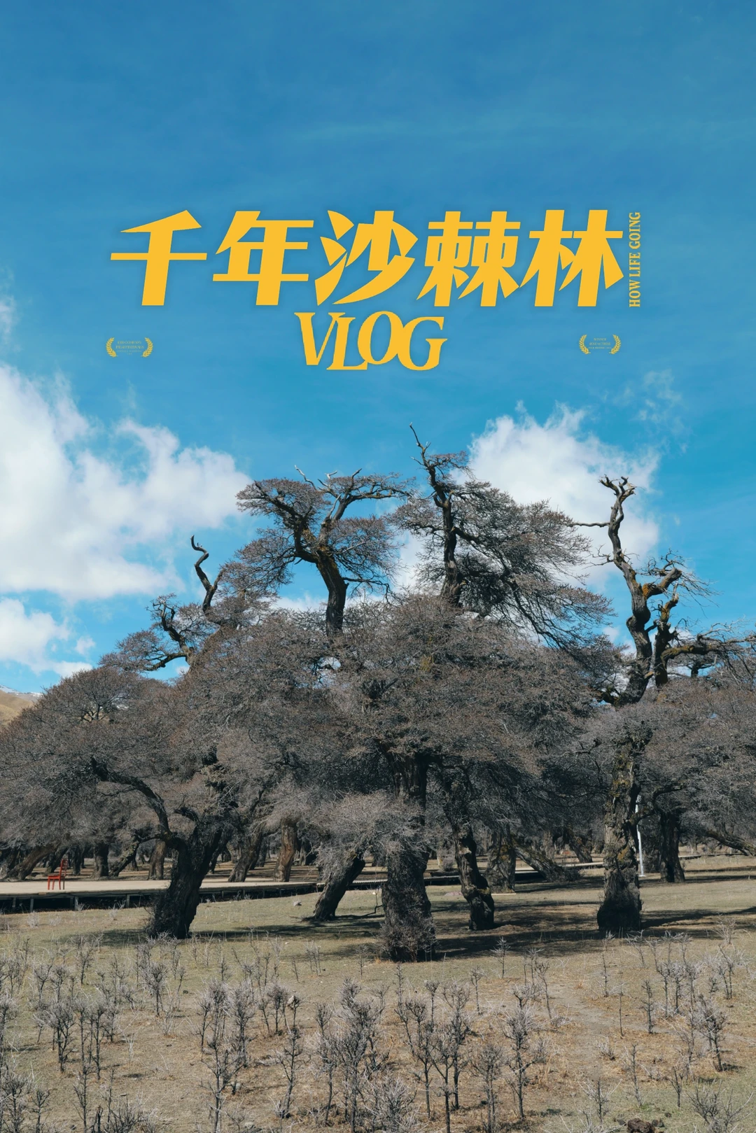 千年沙棘林|喷射野温泉|游山南怎能错过错那