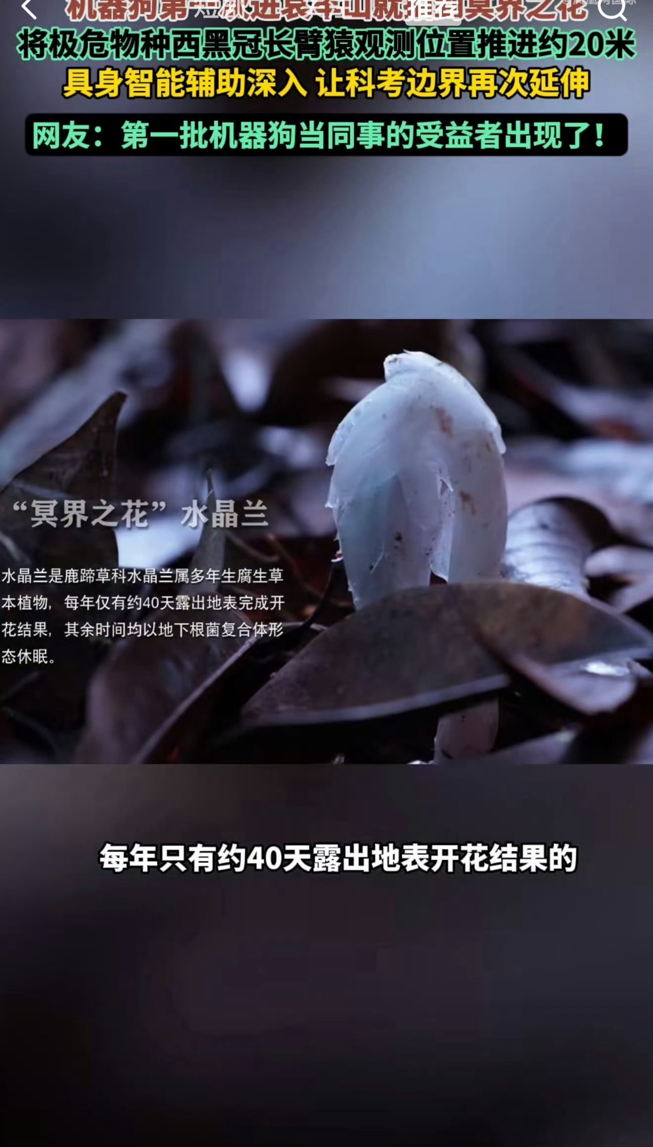机器狗第一次进哀牢山就拍到冥界之花哀牢山密林险峻，野外科考充满未知风险。机器狗作