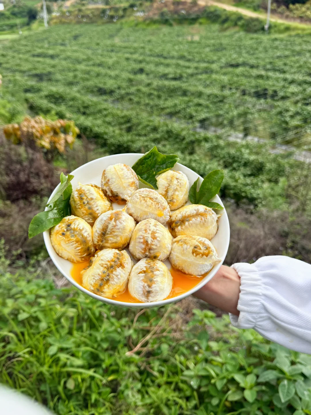 自家基地的百香果熟啦，纯甜蜜香！回味无穷