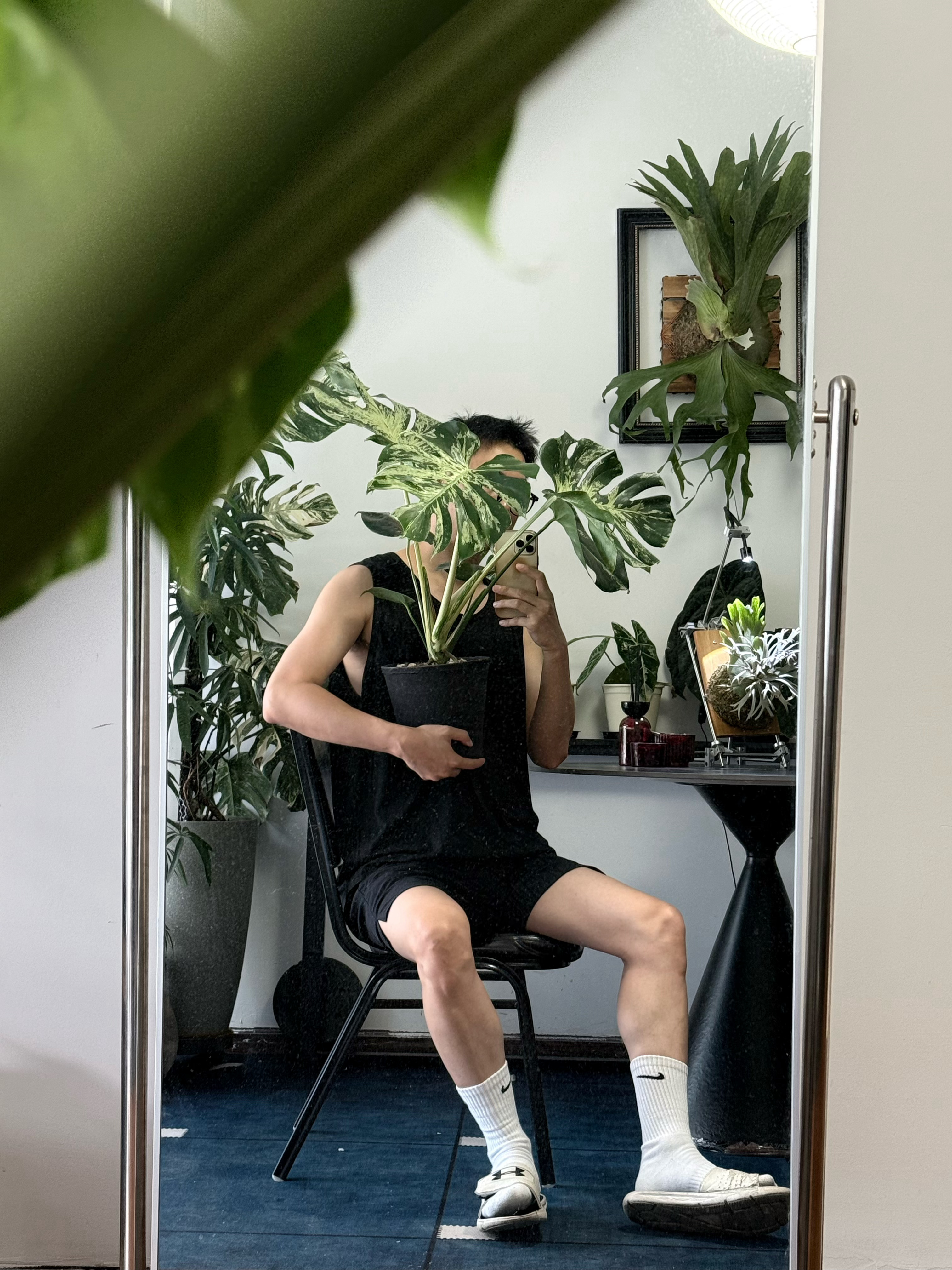 跟蒜头王八合影 一棵妙蛙种子龟背竹  ​​​