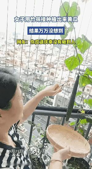 “大型翻车现场！”一位女子见自家阳台上种的黄瓜成熟了，满心欢喜拿来一把剪刀、一个