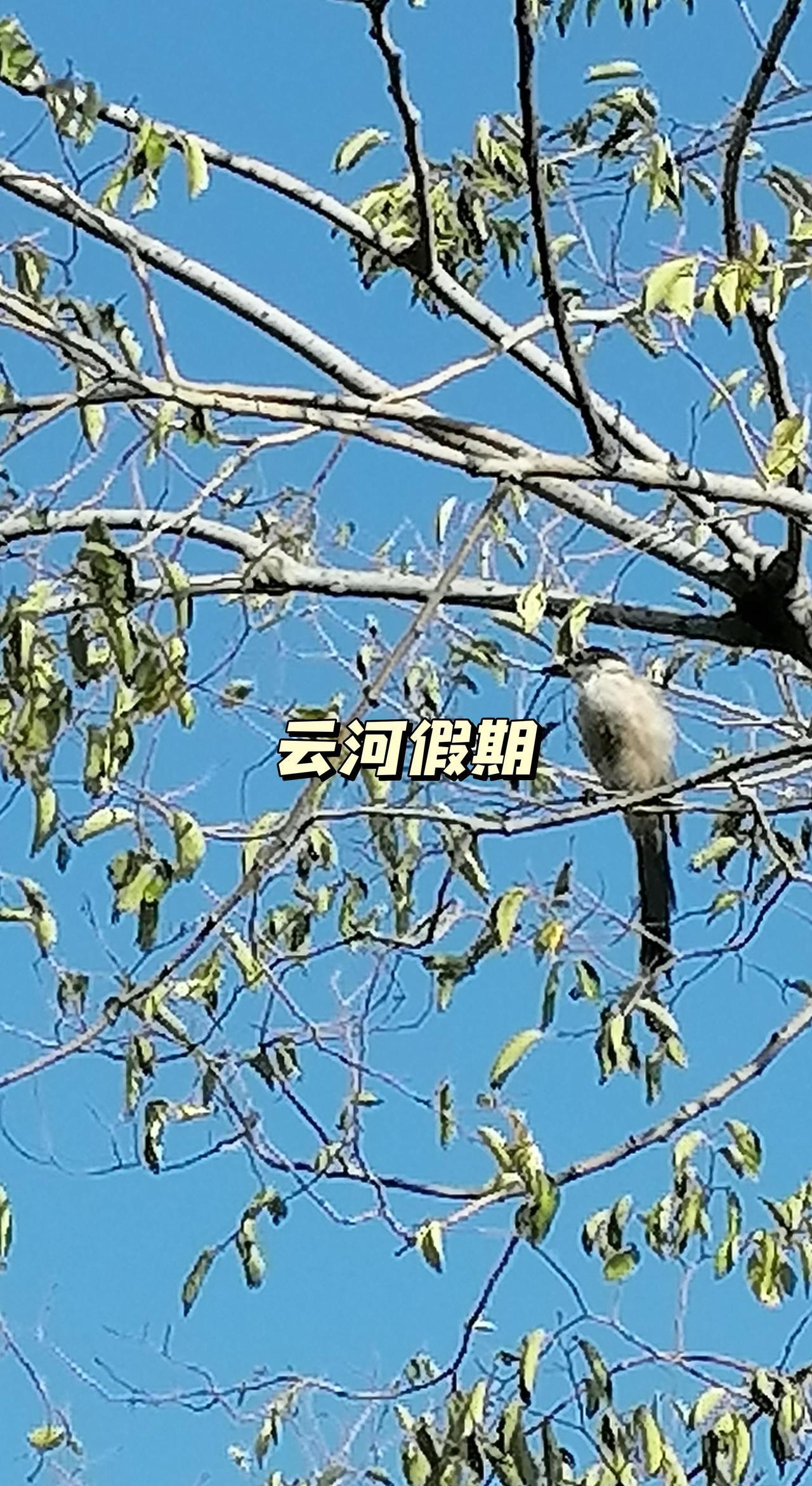 纪录美好生活 原创作品 爱护大自然保护野生动物