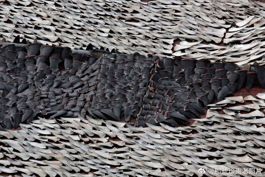 2013年1月2日，数万片鱼翅在香港一间工厂的屋顶上晾晒。由于食用鱼翅引发的争议