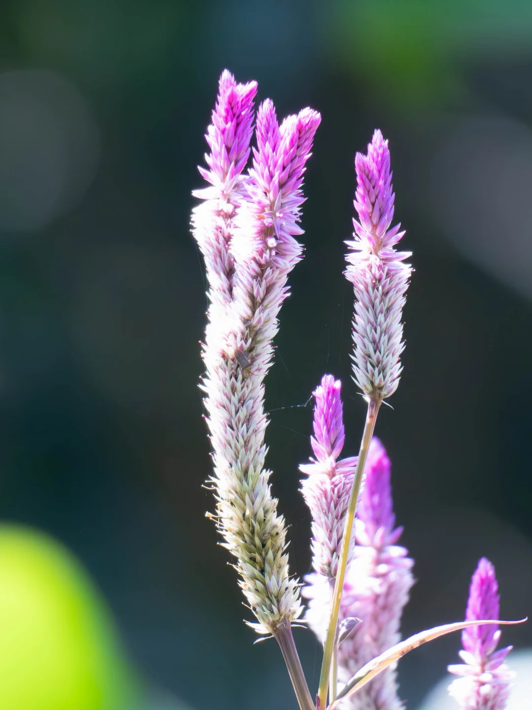 植物笔记482 | 这植物名字真有诗意！！！