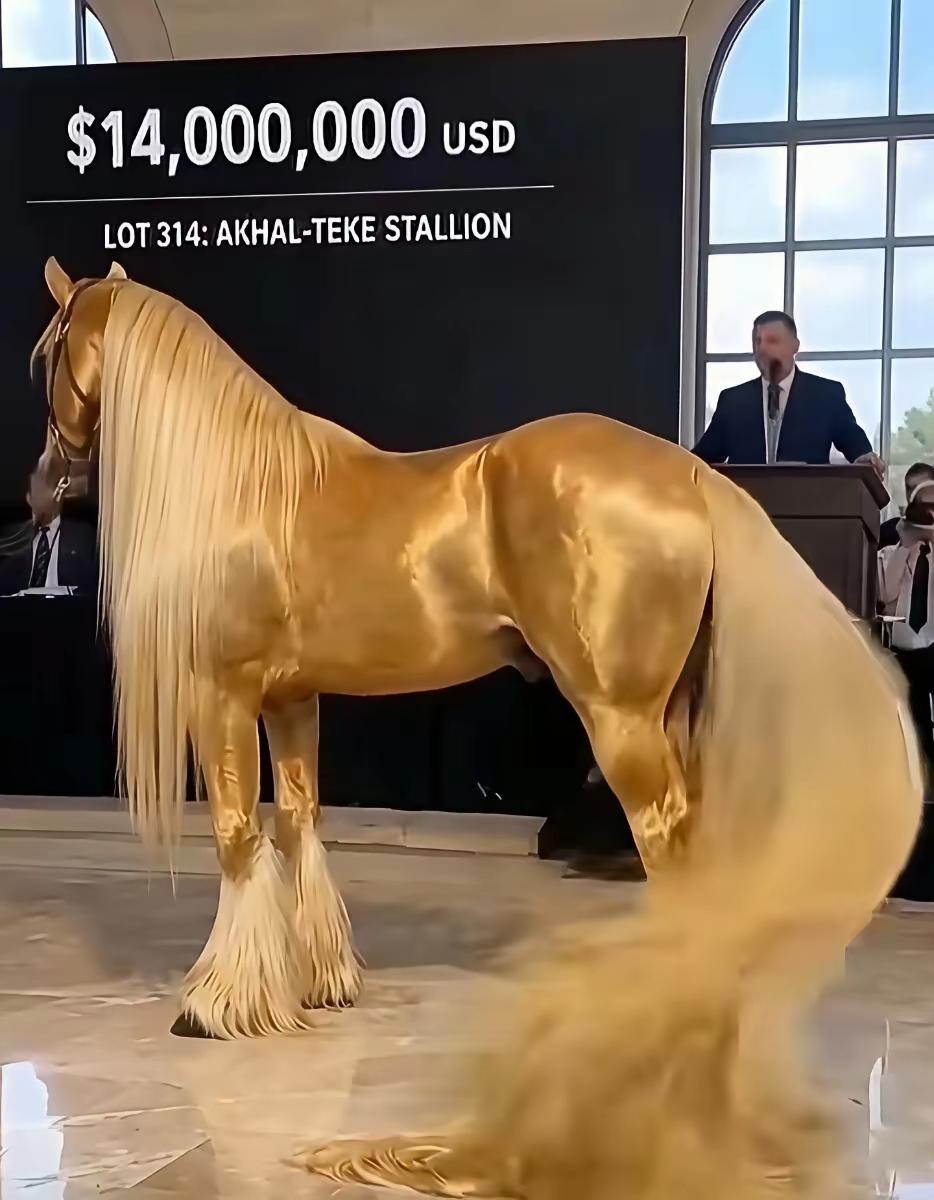 千金买匹马，究竟图的啥？