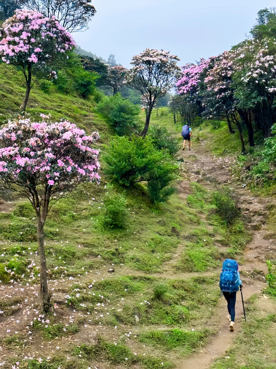 放弃武功山了，广东这高山花海草甸太绝了~