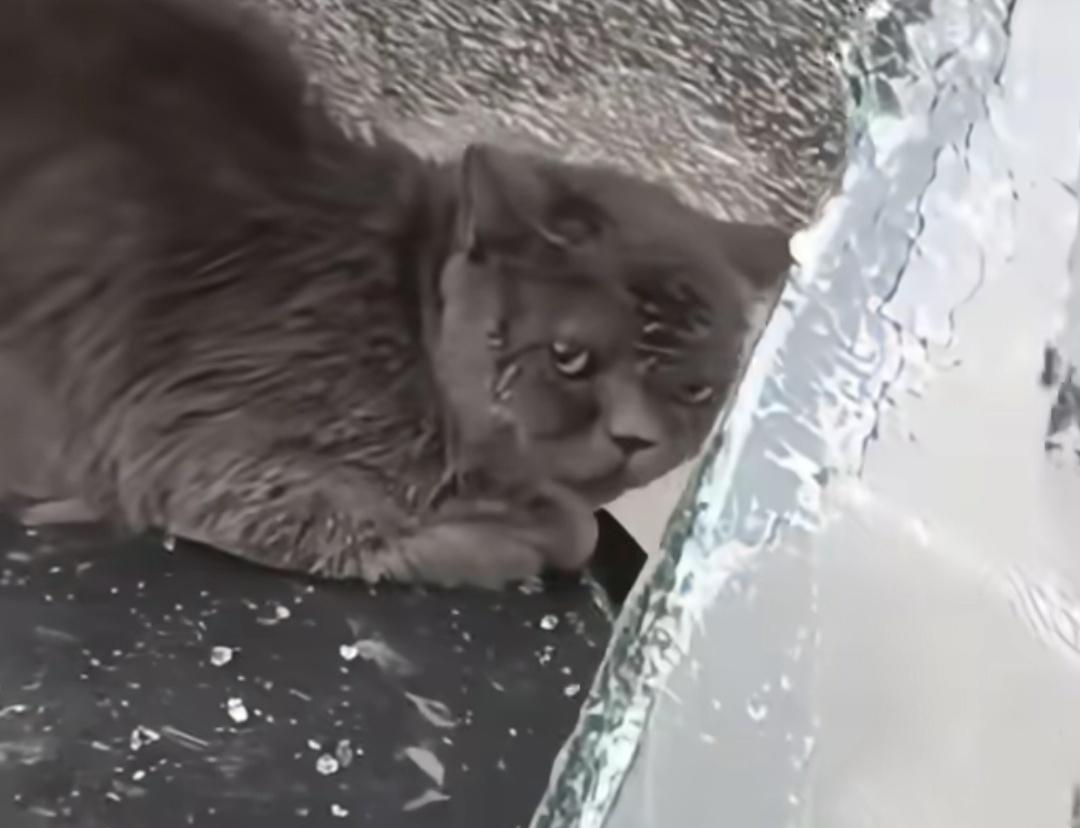 小猫从高楼坠落，刚好砸在小汽车上，车顶被砸凹，挡风玻璃完全砸碎，这得有多高啊。可
