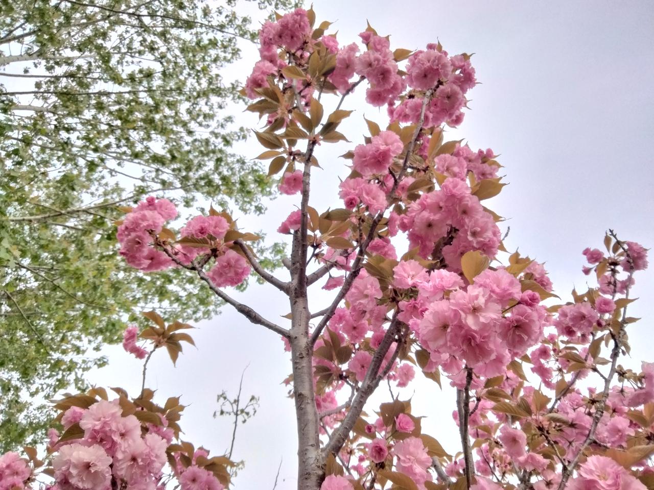 绽放吧！“樱花”。