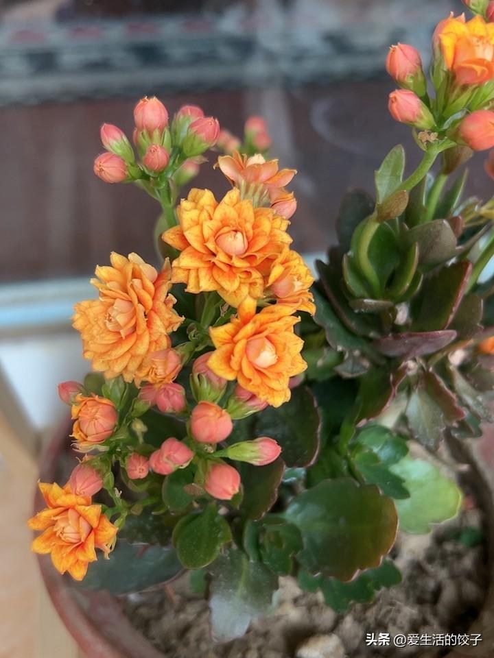 北京室内适合养什么花?
我家朝南的阳台，简直是长寿花的天堂。

每天十点过后，阳