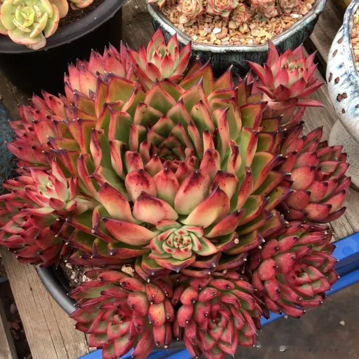 #多肉植物# 
欣赏大群生