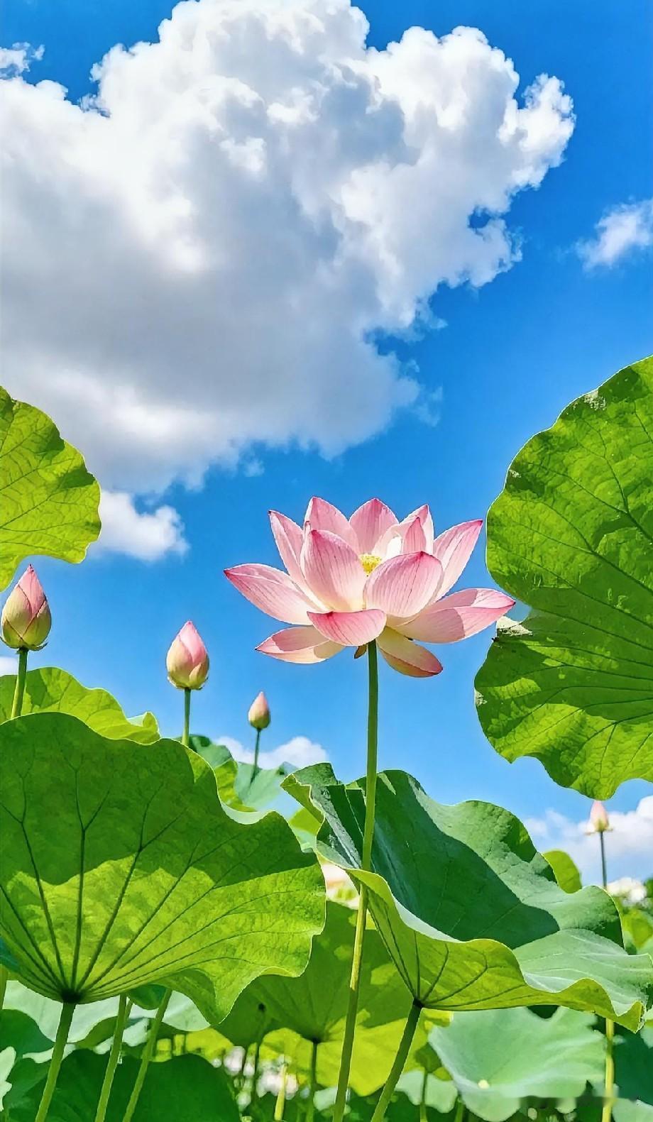 缄口非是心怯懦，自持有度自安然。

历经世事慢慢醒悟，沉默从不是懦弱退让，而是看
