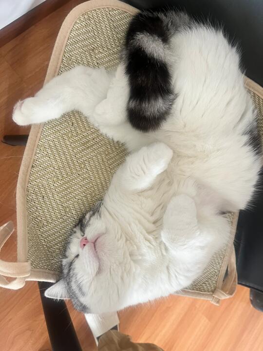 努力工作，终于让我的猫过上了我想要的生活