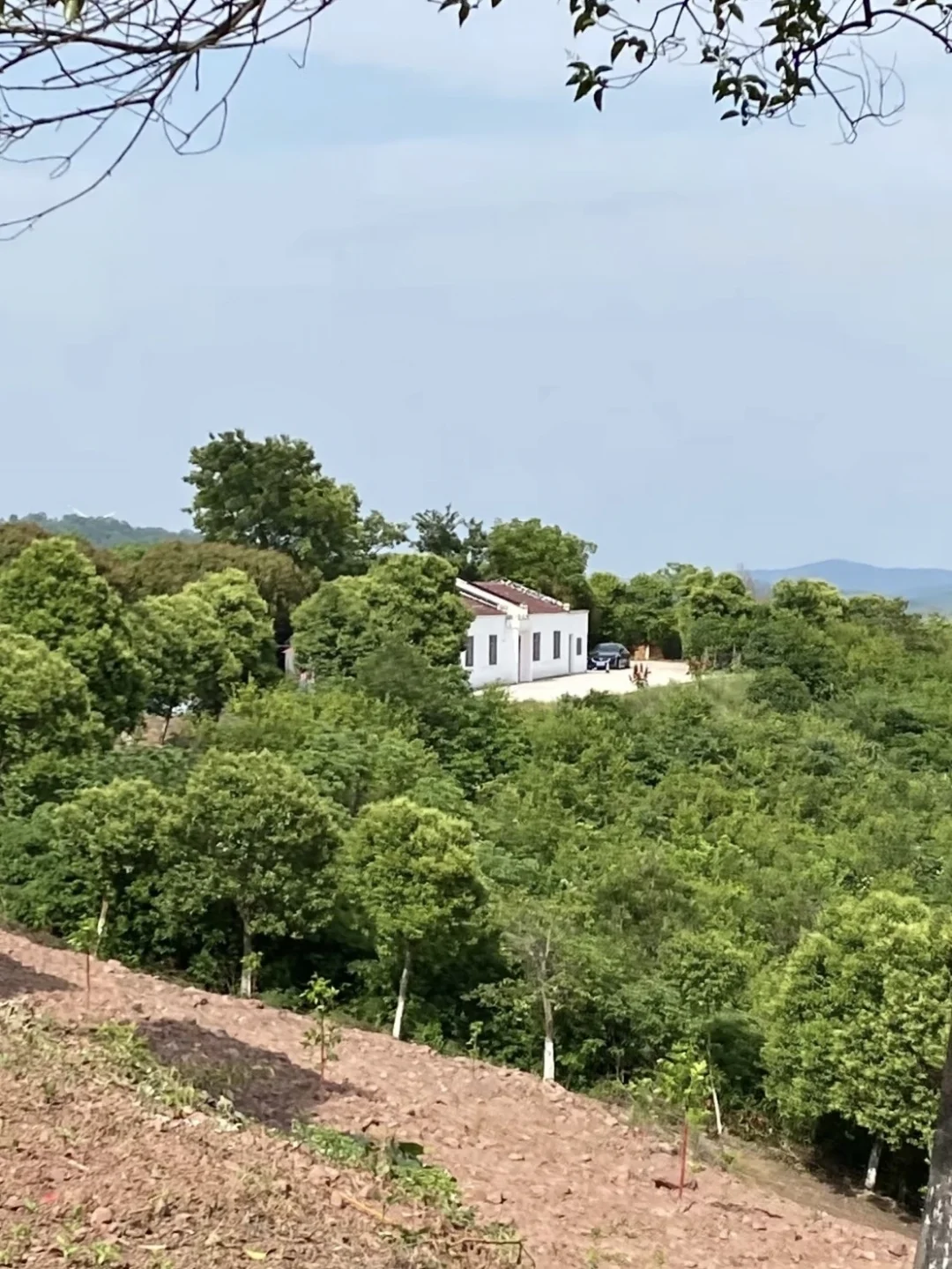 在合肥的半山腰上 有一个小院子