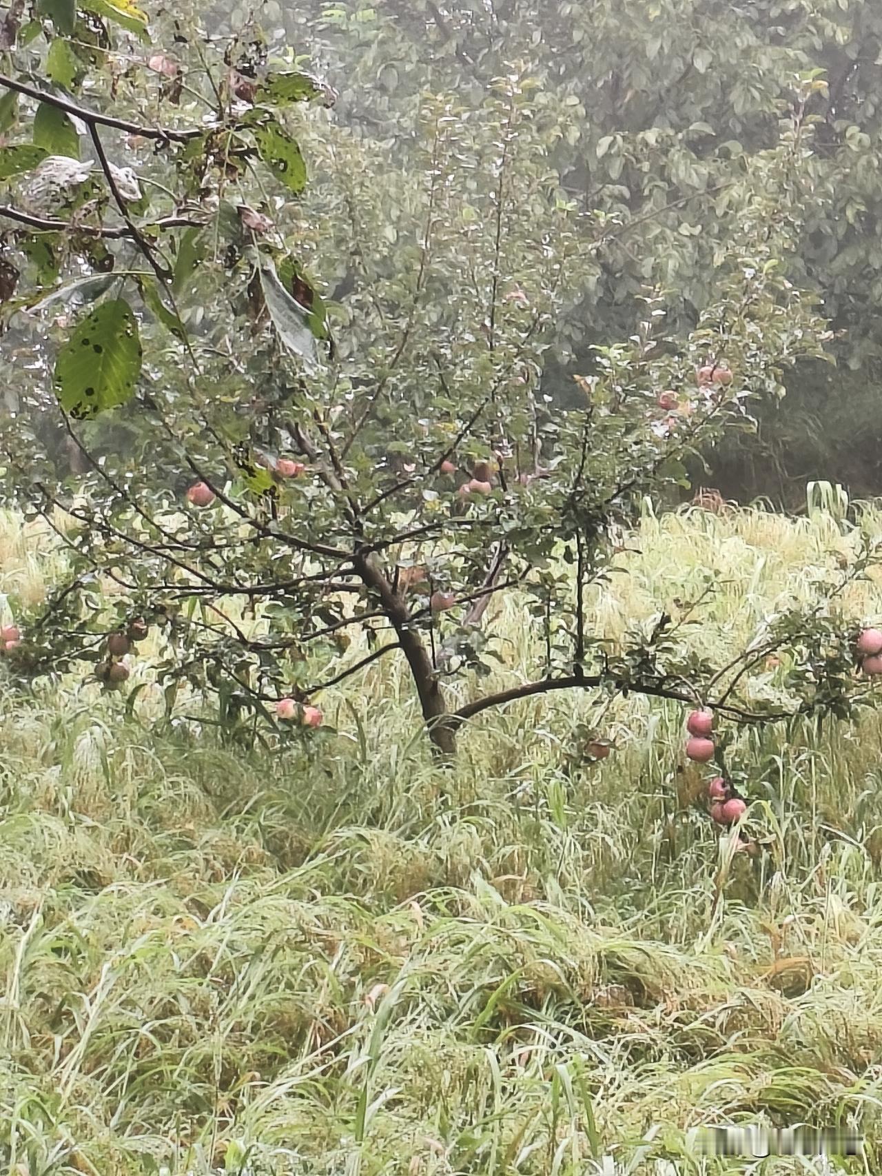 今年9月份休假回到家，家里待了20多天，天天下雨，老家的核桃也没打，根本没有好天