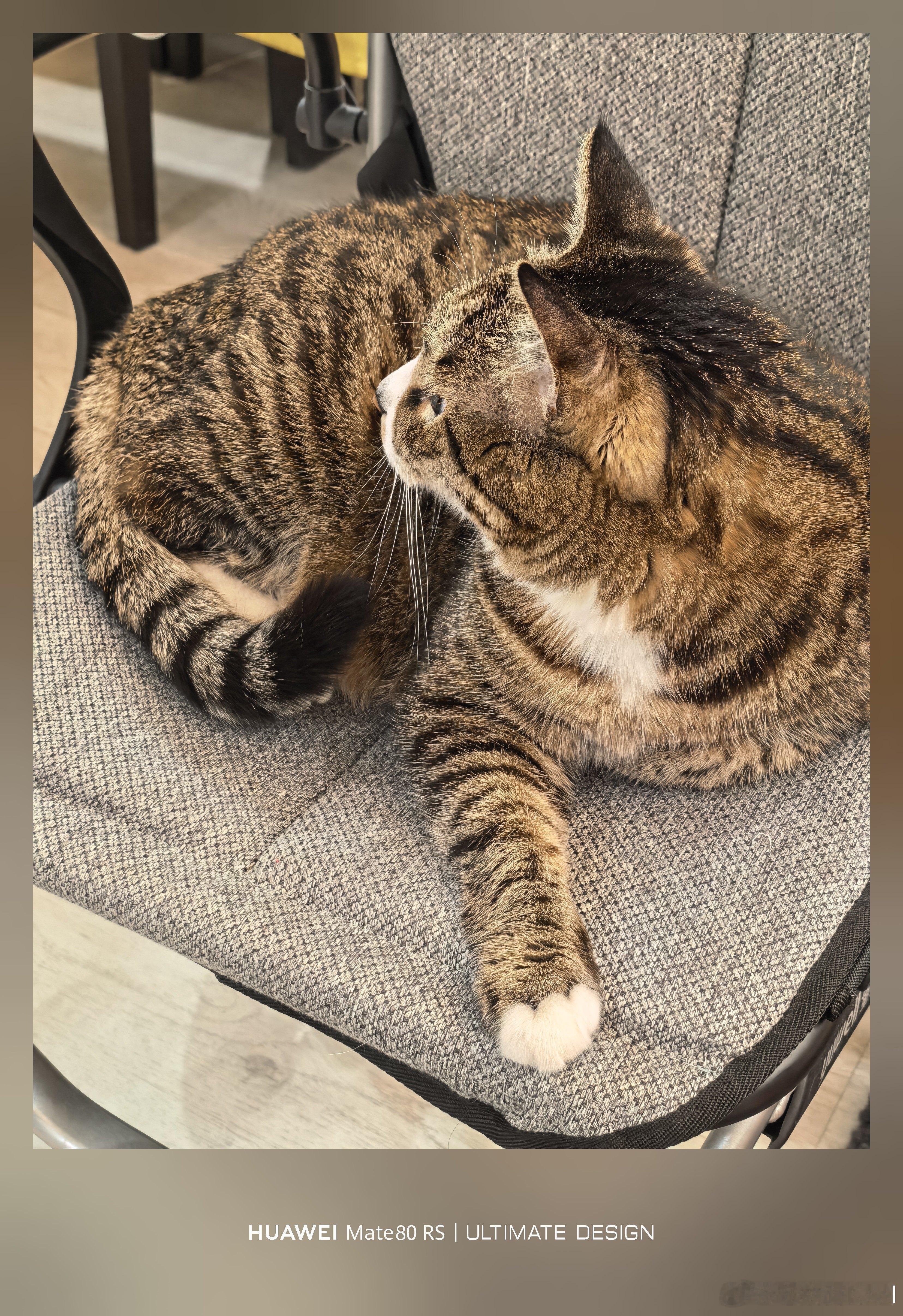 喵悟空给自己这毛打理的挺好，看起来特别好rua