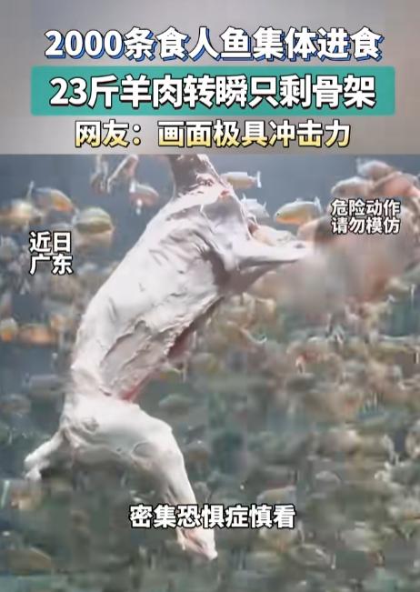 头皮发麻！广东，一博主为了搞出点轰动的大场面，居然把整整23斤重的整羊，直接扔进