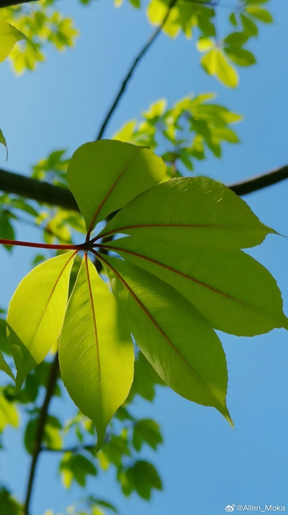 壁纸 阳光穿过新叶，把夏天揉成透亮的绿意，抬头遇见满目清爽，心绪也跟着轻盈起来。