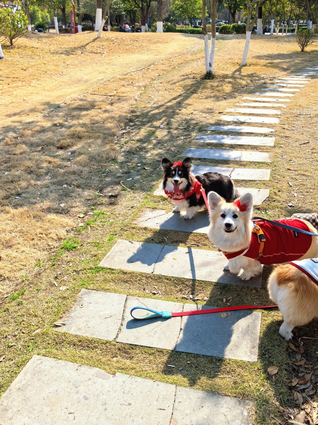 三只小狗回老家过年中