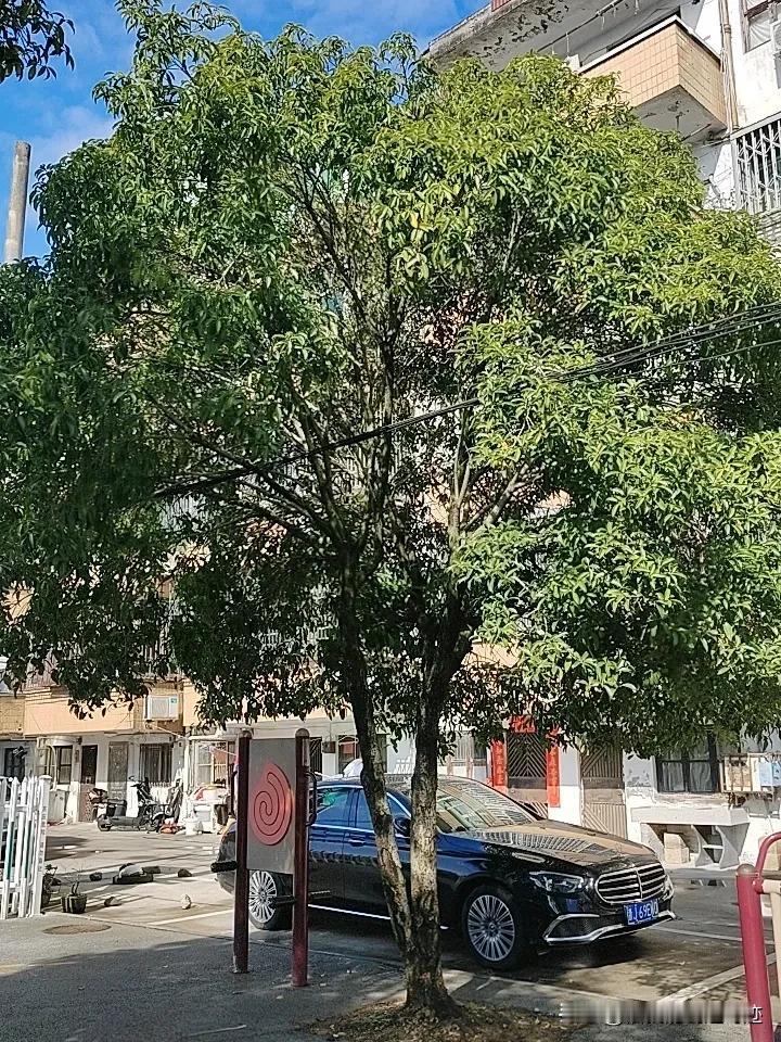 春来花开香满园，
翠竹绿树把身展。
小河流水鱼儿翔，
环卫工人做贡献。

谢谢关