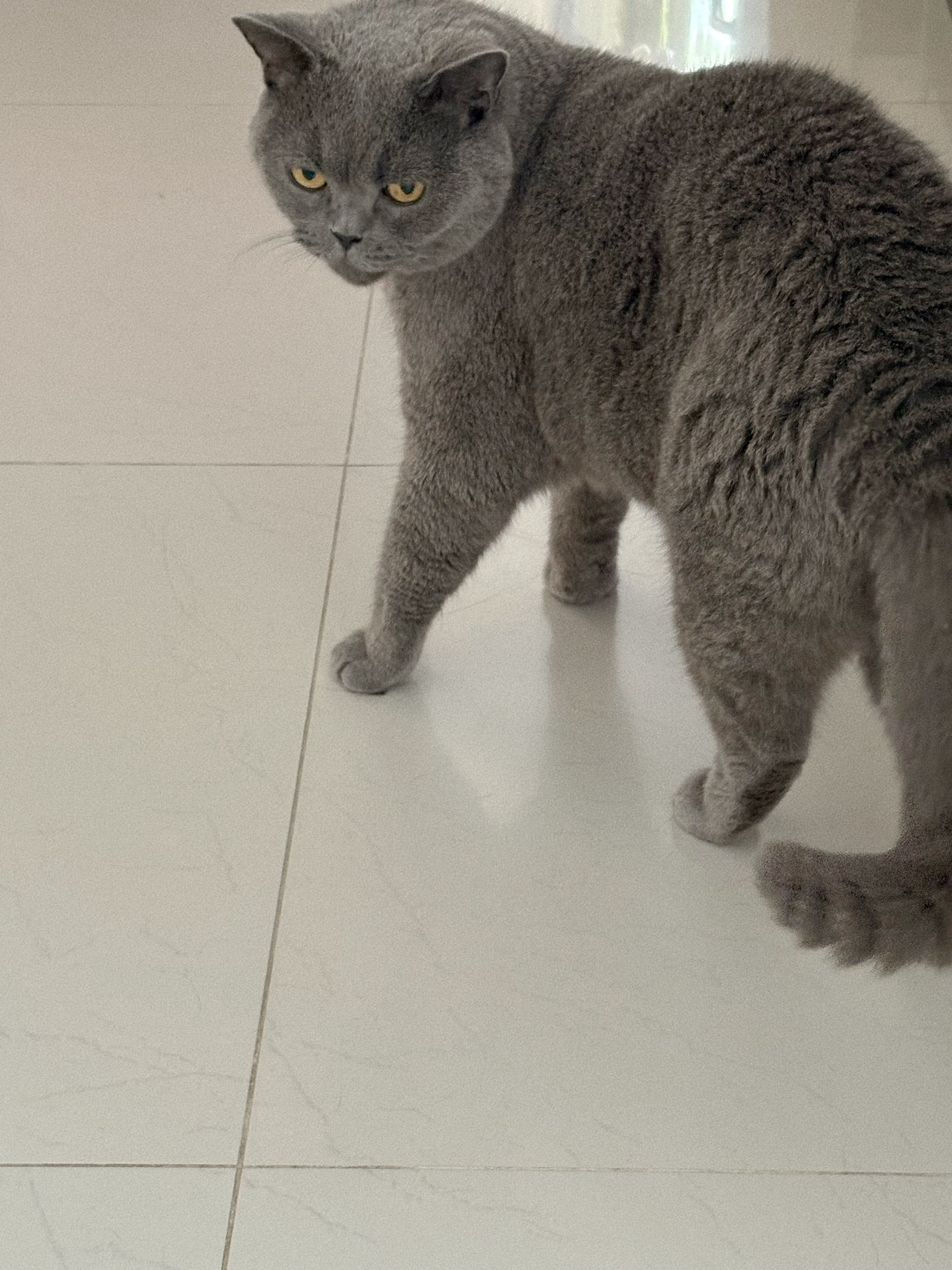 刚到的男模 子轩 