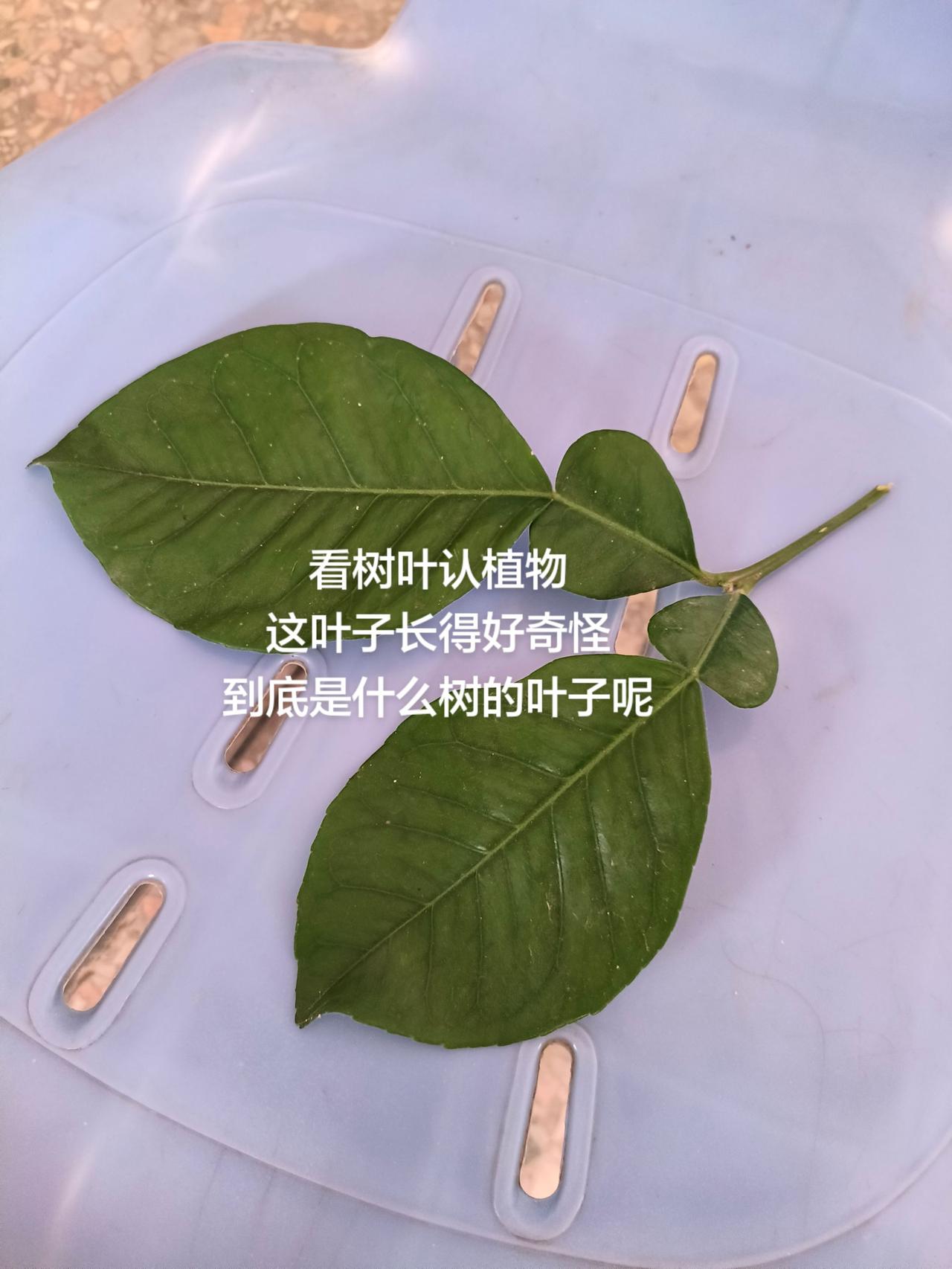 看树叶认植物
这叶子长得好奇怪
到底是什么树的叶子呢
树叶这是啥树叶 种草计划