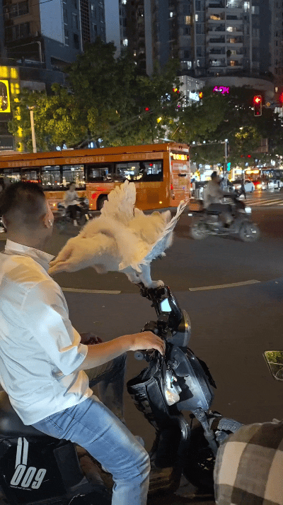 夜黑搁街上碰见个大哥，骑电车带着自家狗狗。还给狗子安上大白翅膀，稳稳扒在车把上，