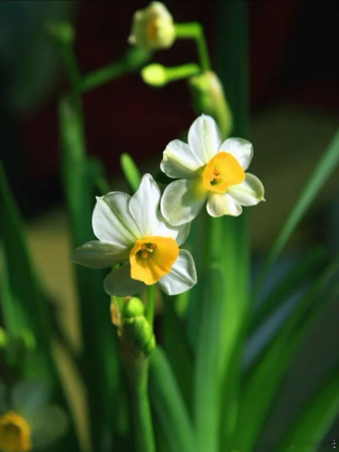 有一种水仙叫舞蹈家会跳舞的花 一朵水仙，一场春日之舞。舞蹈家水仙以轻盈姿态绽放生