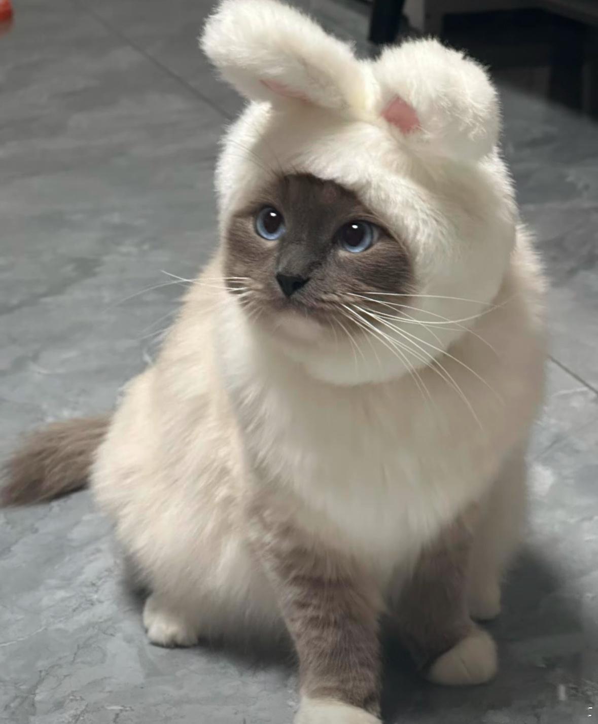 卖家秀vs买家秀（猫猫版） ​​​