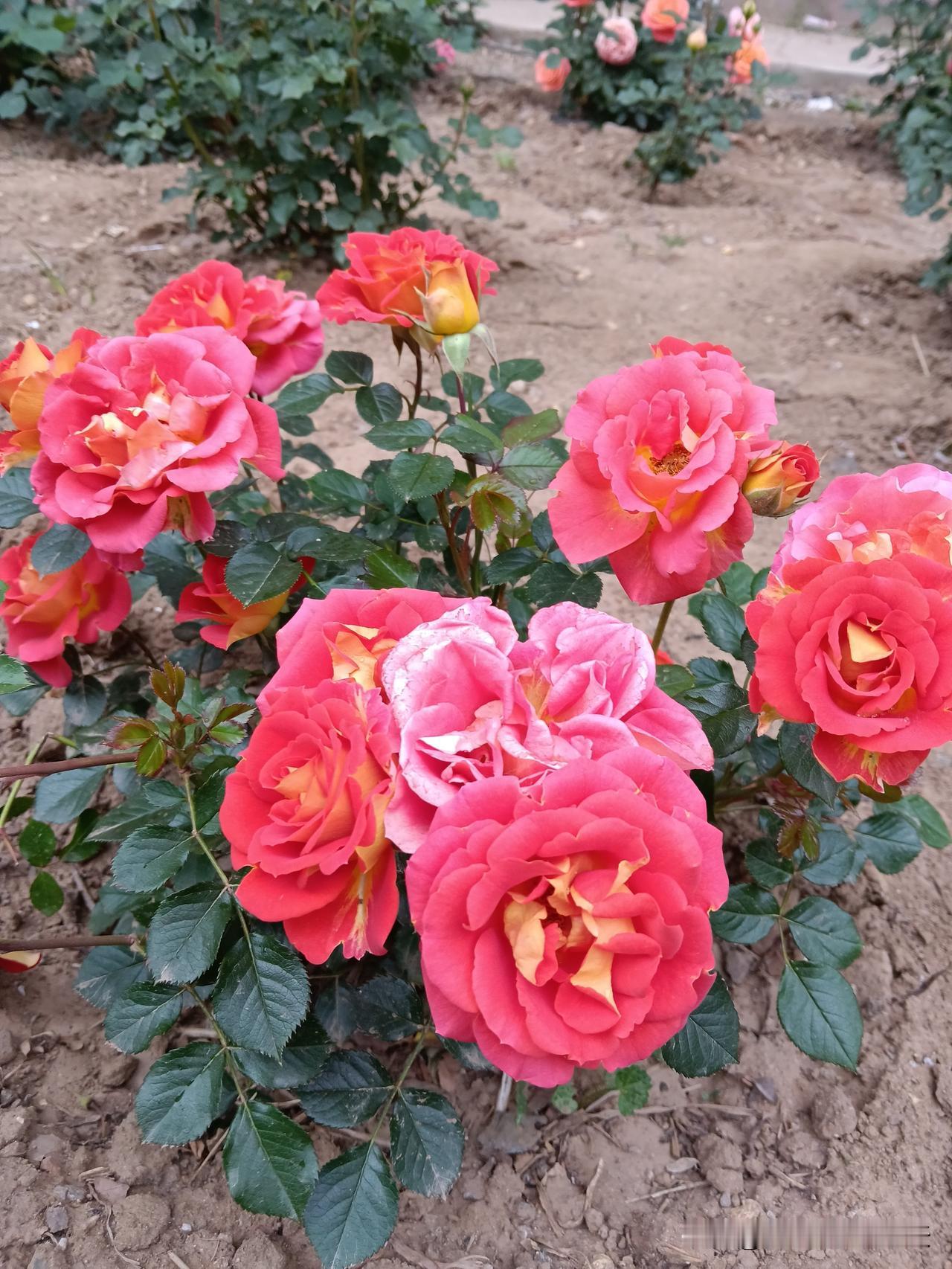 人生最有道理的四句话：
①穷在犟和杠
②福在忍和让
③富在谋和思
④毁在怒和狂