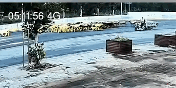 把羊赶到马路上，不要怨大货车痛下杀手了
大货车 高速上大货车 大货车冲撞 大货车