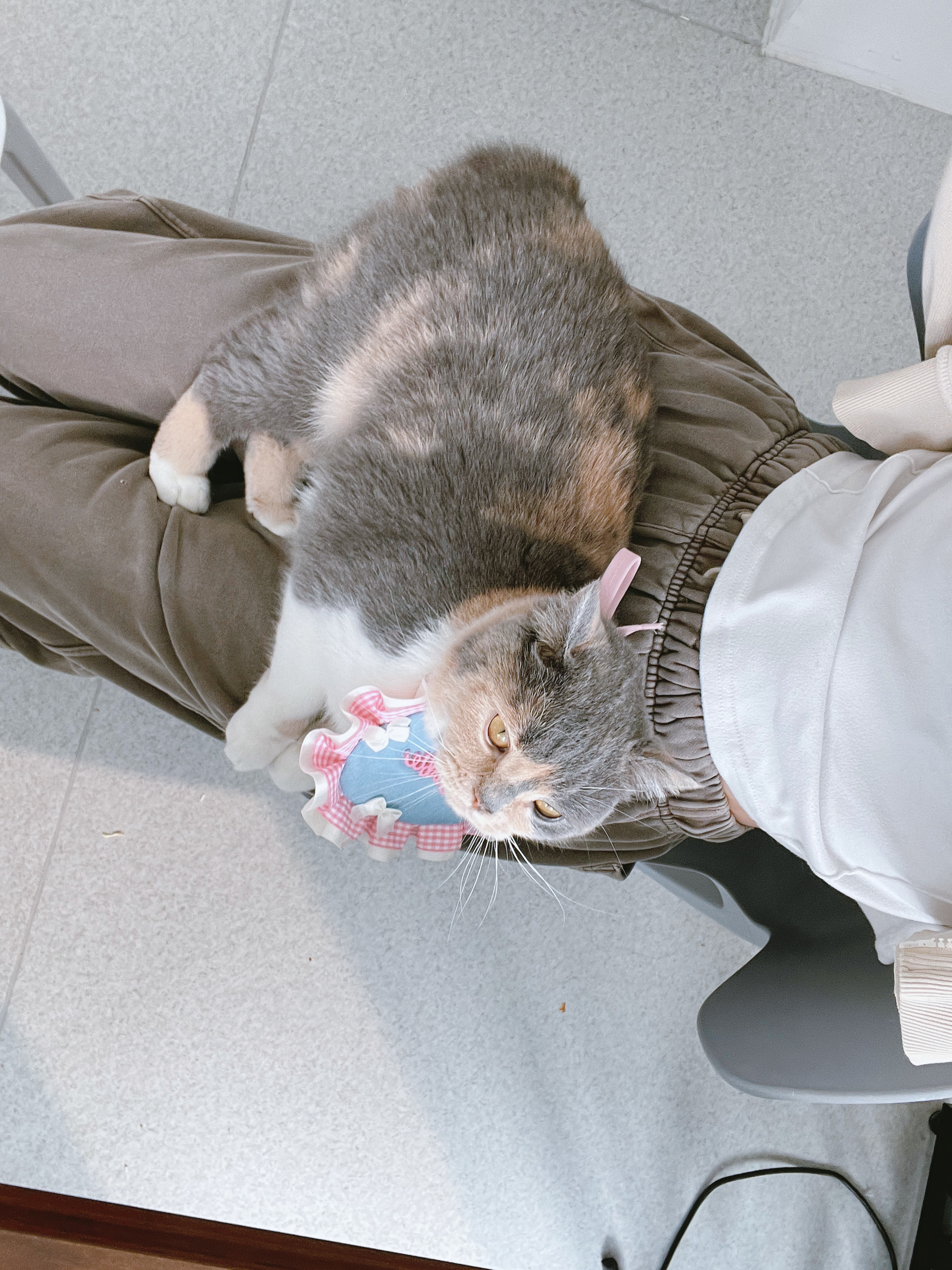 #杭州领养# 超级粘人的乳色三花英短，1岁，母猫。已打疫苗，已做绝育。非常亲人，