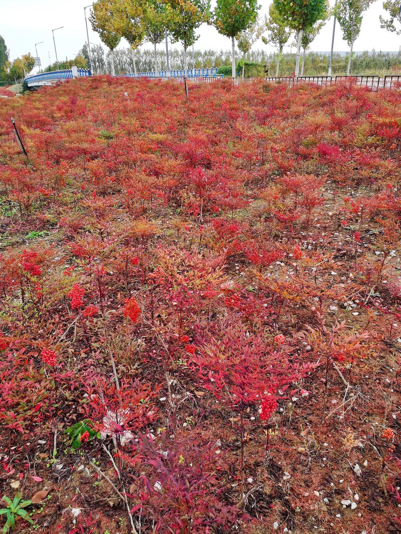 人无千天好，花无百日红～