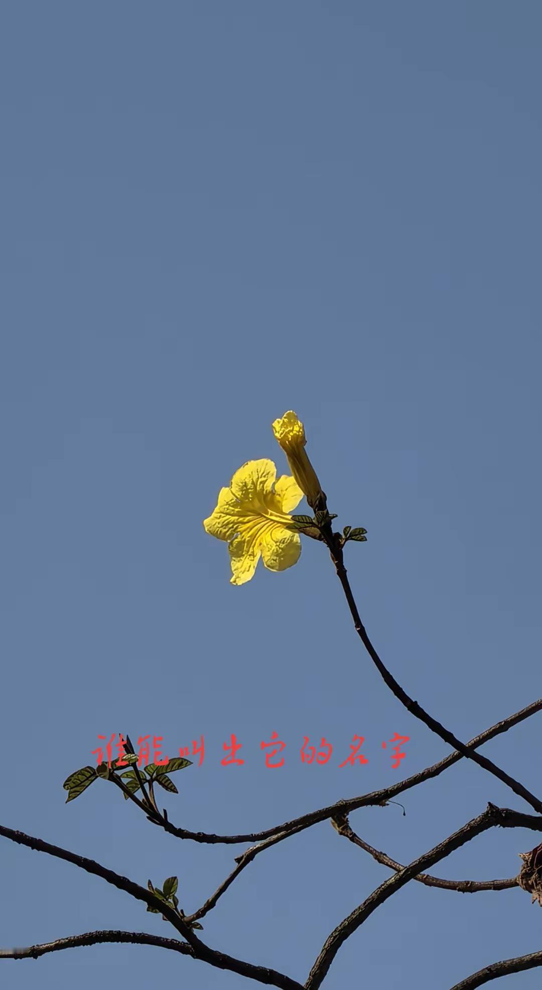 分享一张你拍的花