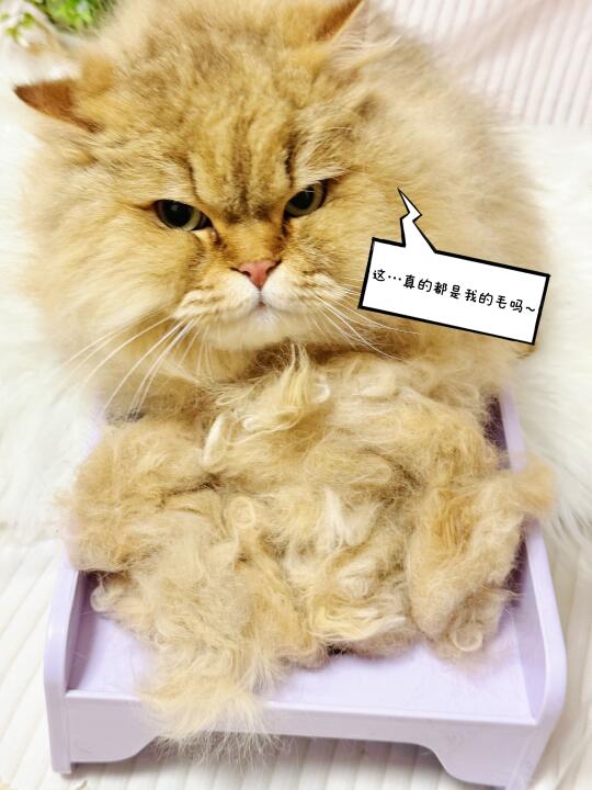 猫咪掉毛头疼，想送人